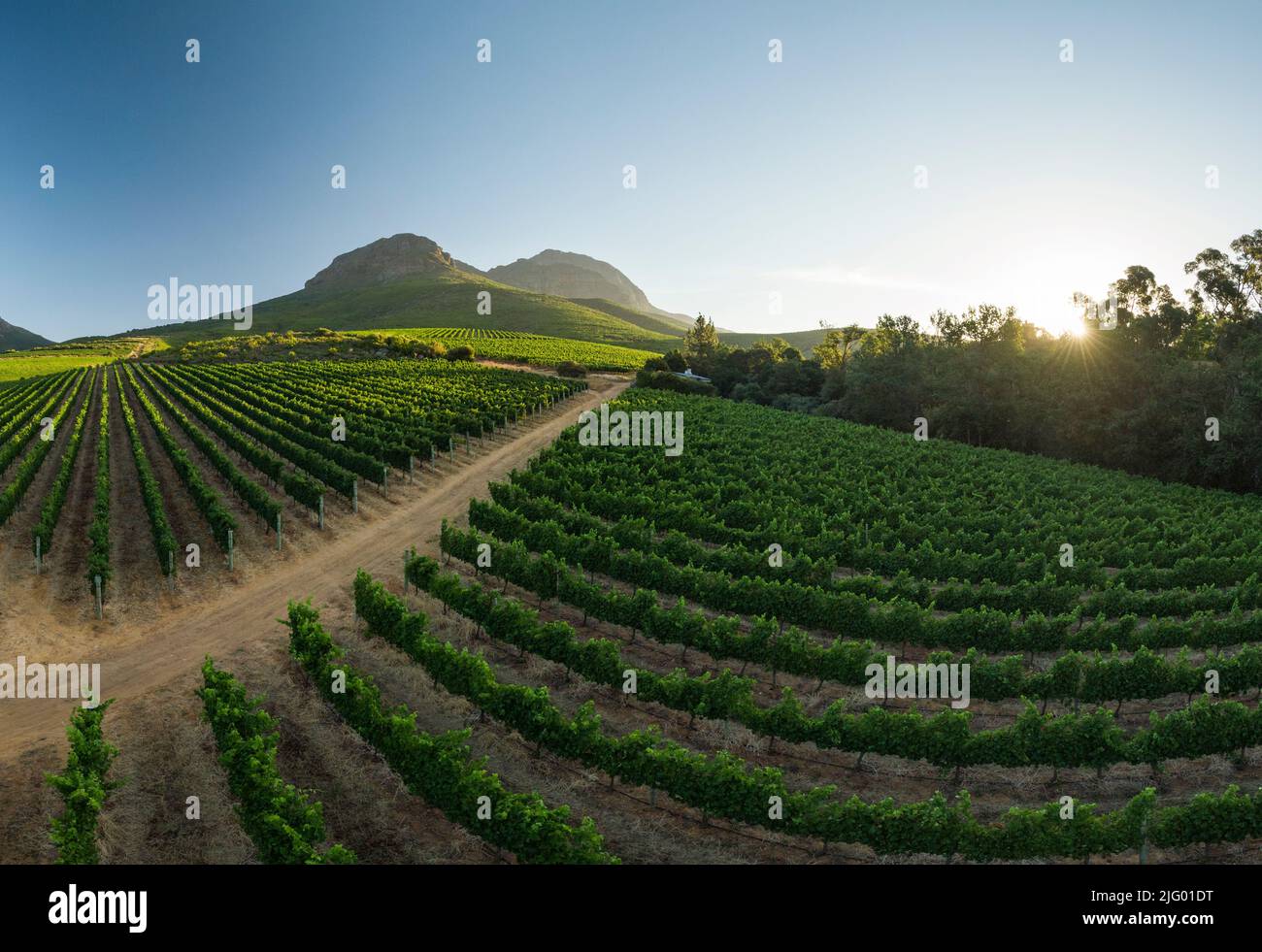 Vue aérienne des vignobles de vin près de Stellenbosch, Cap occidental, Afrique du Sud, Afrique Banque D'Images