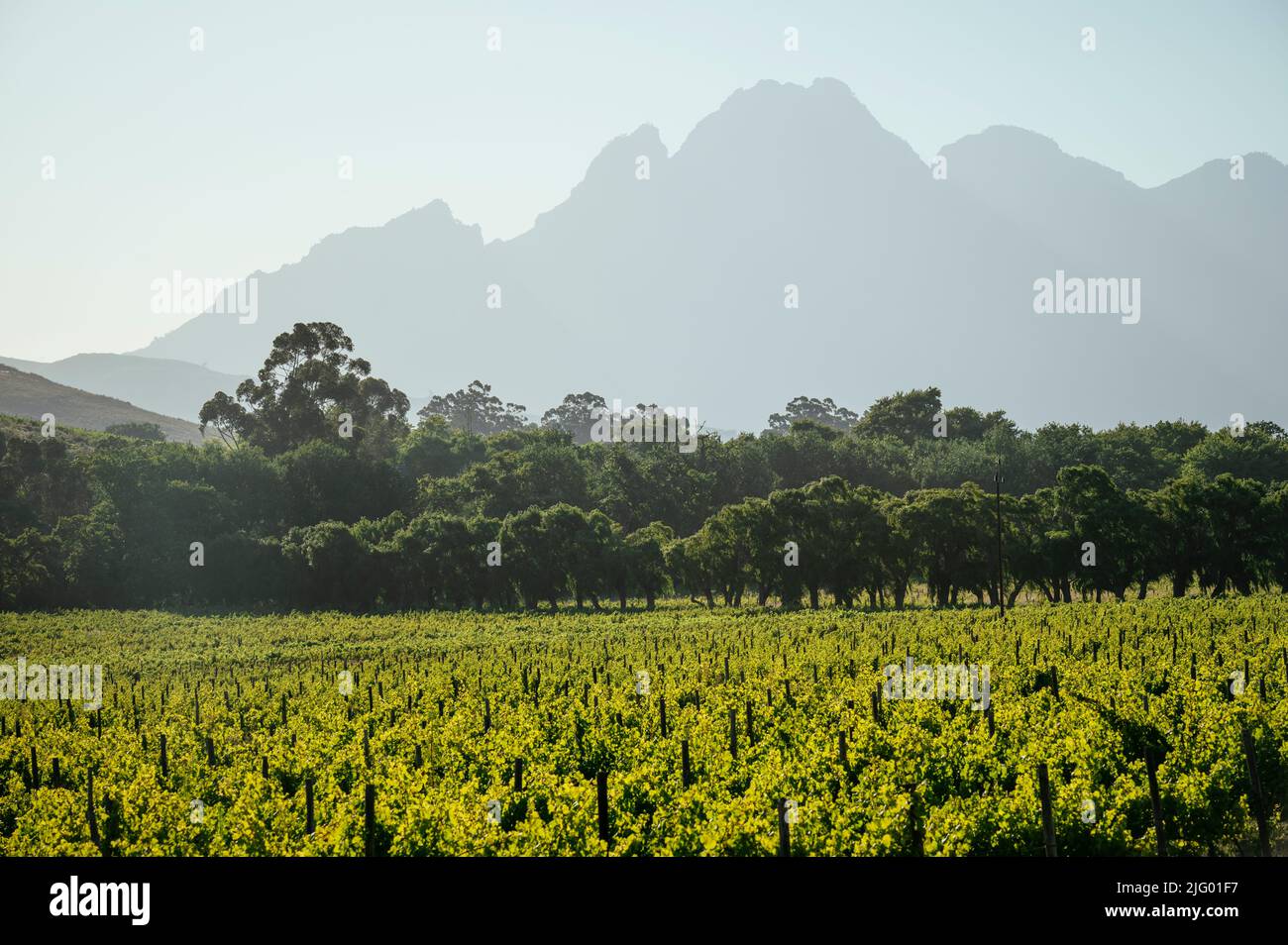 Vignobles de vin près de Franschhoek, Cap occidental, Afrique du Sud, Afrique Banque D'Images
