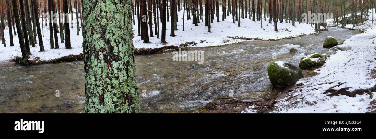 Rivière Eresma, forêt de pins écossais, parc national de la Sierra de Guadarrama, Segovia, Castille et Leon, Espagne, Europe Banque D'Images