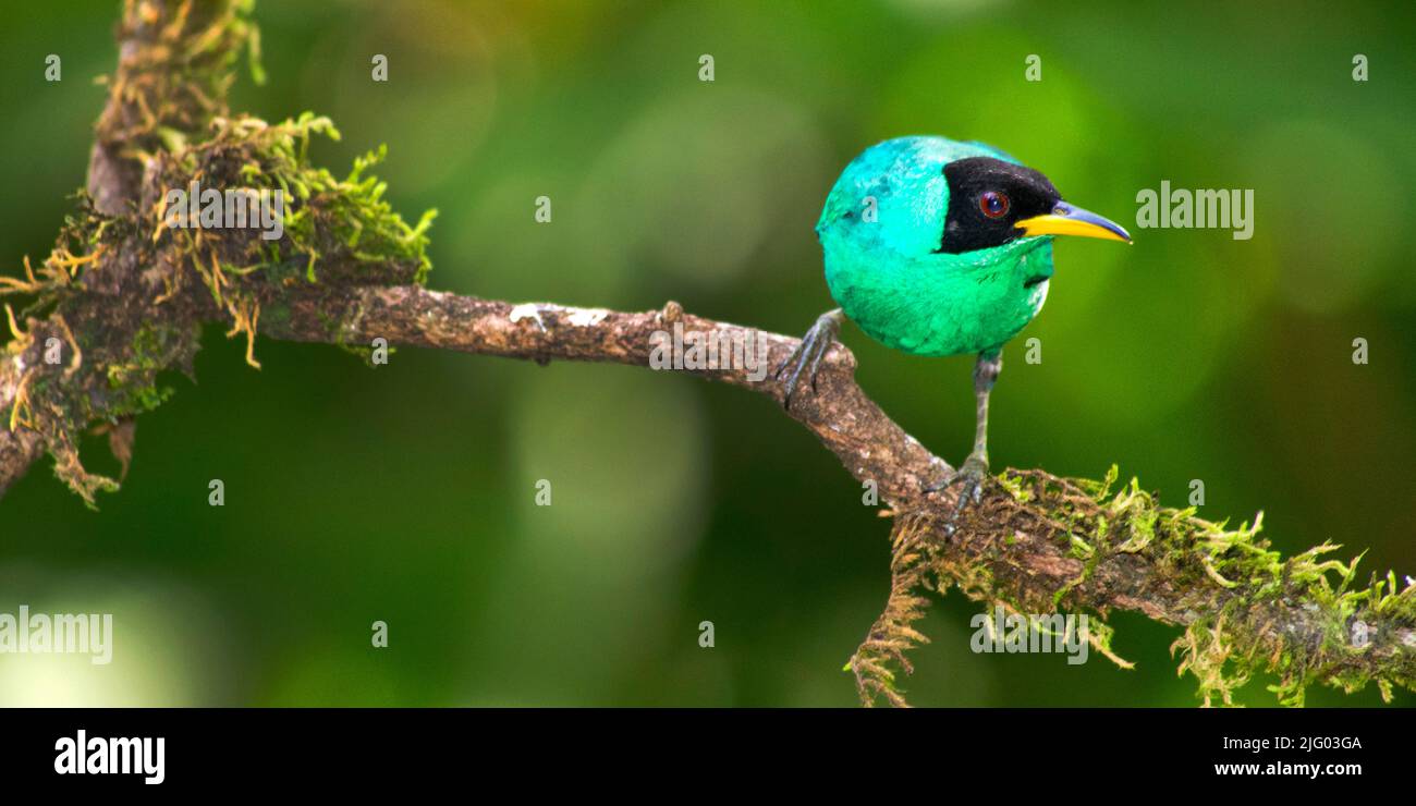 Green Honeyrampante, Chlorophanes spiza, Forêt tropicale, Costa Rica, Amérique centrale, Amérique Banque D'Images