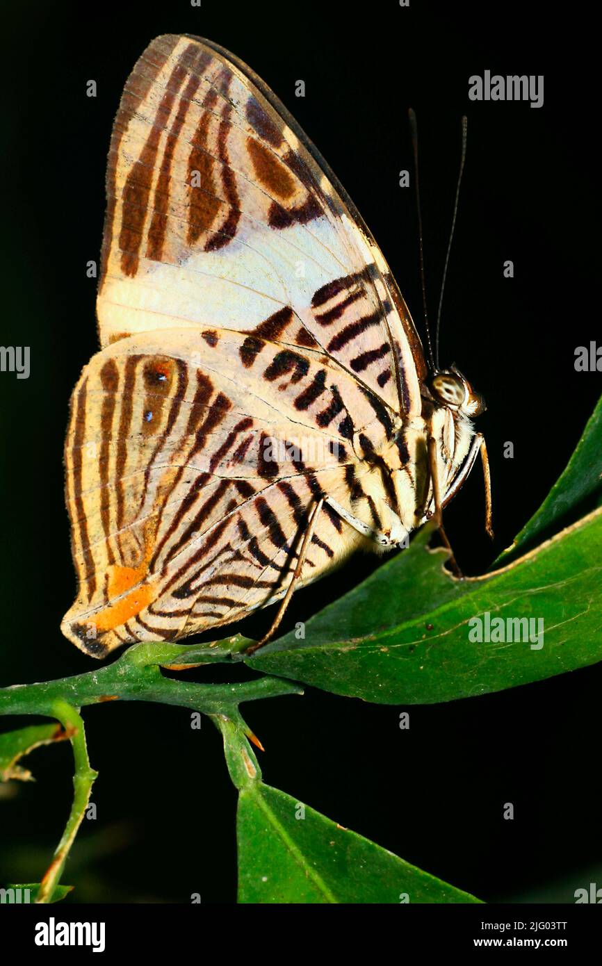 Papillon tropical, forêt tropicale, bassin de la rivière Napo, Amazonie, Equateur, Amérique Banque D'Images
