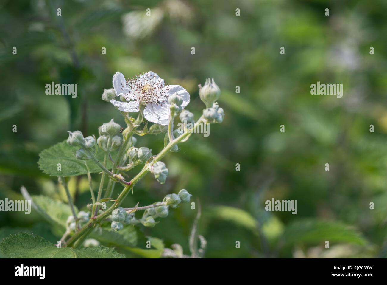 Fleurs blanches et boutons de Brumble/Rubus fruticosus au Royaume-Uni hedgerow. Source de mûres, évidemment, et autrefois utilisé comme plante médicinale. Banque D'Images