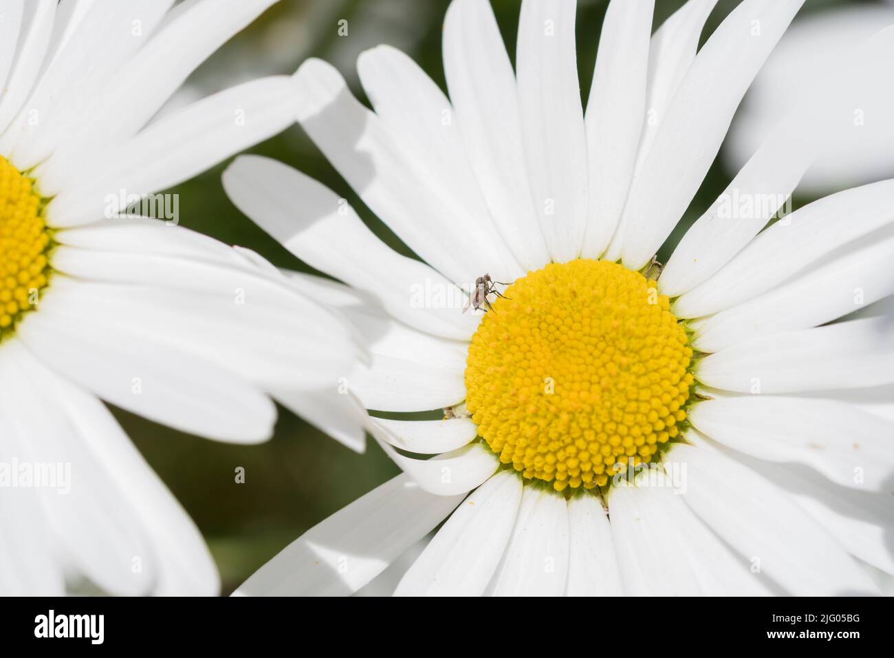 Gros plan de l'insecte ailé sur une seule fleur blanche de Daisy Oxeye / Leucanthemum vulgare au soleil. Daisy Oxeye utilisée dans les remèdes à base de plantes et la médecine. Banque D'Images