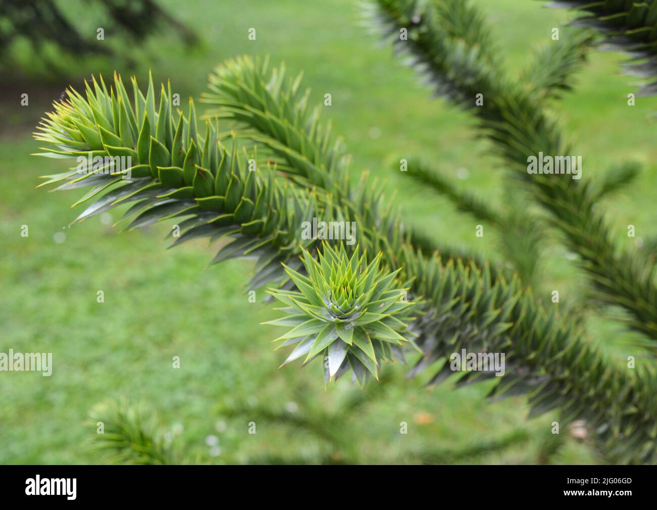 Petit arbre de conifères avec branches clairsemées. Magnifique sapin vert à feuilles persistantes Araucaria araucana, le singe ou le pin chilien. Banque D'Images