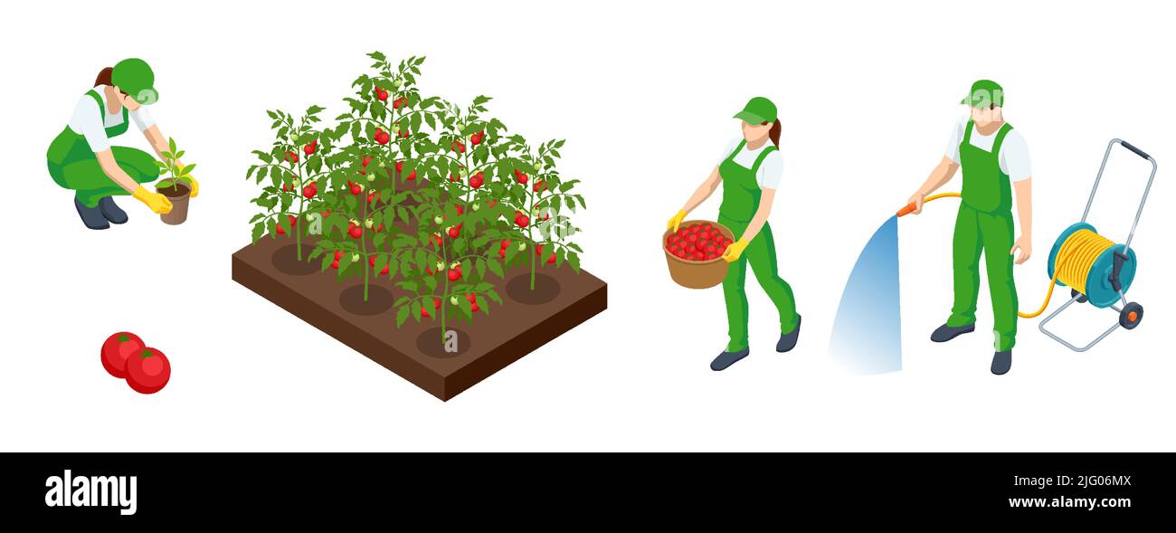 Isométrique Culture agricole de tomates rouges biologiques à la ferme ou au champ. Les agriculteurs cultivent des tomates rouges biologiques et récoltent des légumes. Illustration de Vecteur