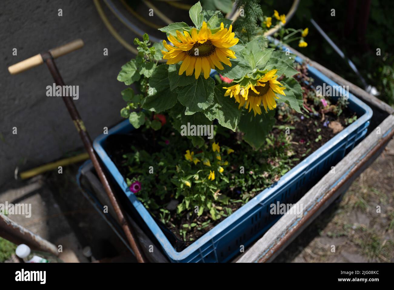 06 juillet 2022, Saxe, Leipzig : les fleurs poussent dans une boîte dans les locaux de la société Annalinde gGmbH à Leipzig. Le Ministère de l'énergie, de la protection du climat, de l'environnement et de l'agriculture de l'État de Saxe a désormais remis une décision de financement de 214 378 euros pour le projet de jardinage urbain. Dans le cadre du projet de jardinage urbain, des jardins de démonstration, entretenus toute l'année et ouverts au public, seront créés sur les sites d'Annalinde à Leipzig-Lindenau et Dresden-Pieschen. Les méthodes de jardinage sur les petites zones urbaines, en lits surélevés ou en forme verticale, par exemple, sont au centre de l'attention. Pendant des années, l'Annalinde p Banque D'Images