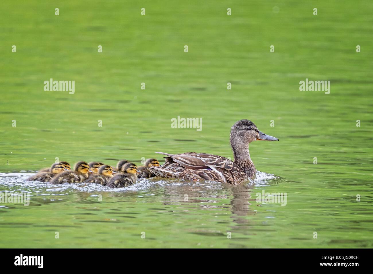 Groupe de 10 canetons Mallard nouveau-né mignon nageant à proximité sur le lac avec mère mallard Banque D'Images