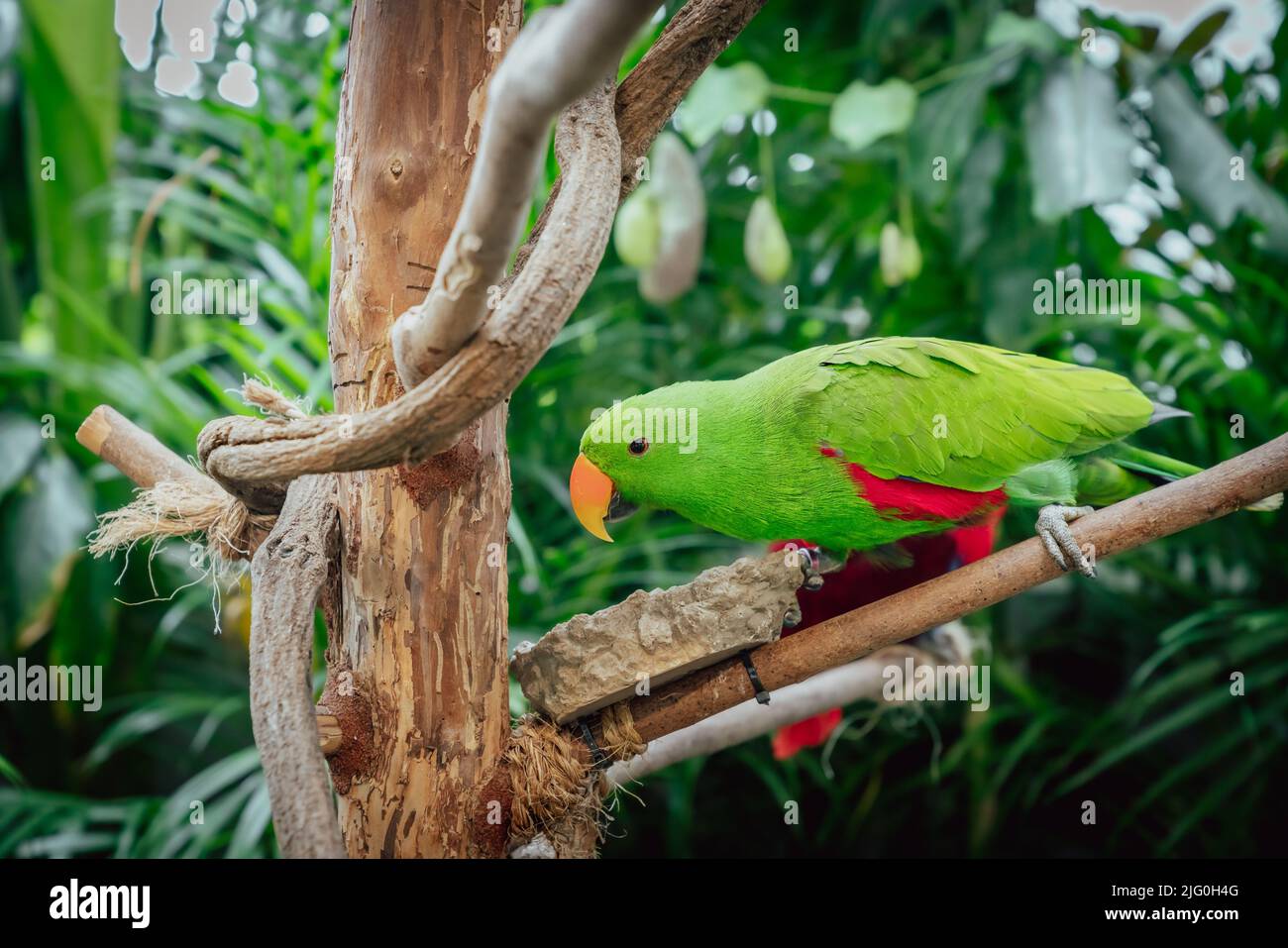 Portrait de l'Eclectus roratus perroquet dans un sanctuaire d'oiseaux Banque D'Images
