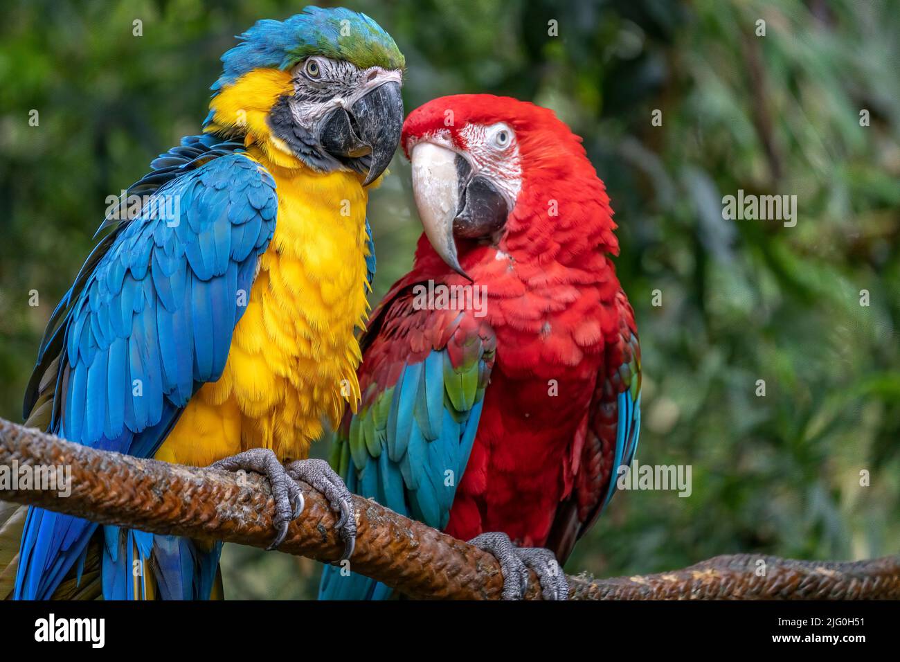 Un gros plan d'une macaw bleue et jaune avec une macaw rouge et verte perchée sur fond vert. Banque D'Images