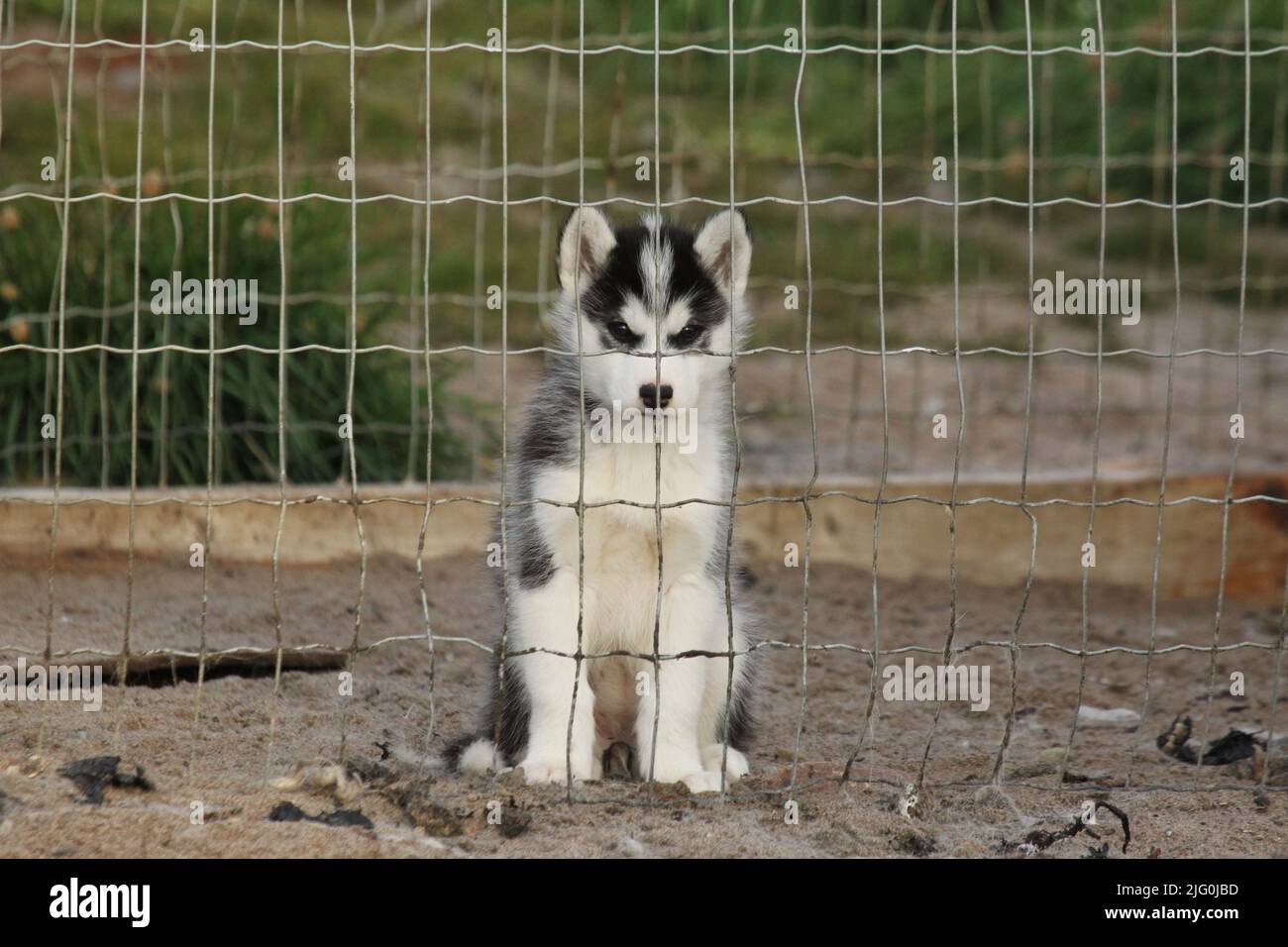 Le petit chiot husky se trouve dans la prison doggy de Pond Inlet, au Nunavut Banque D'Images