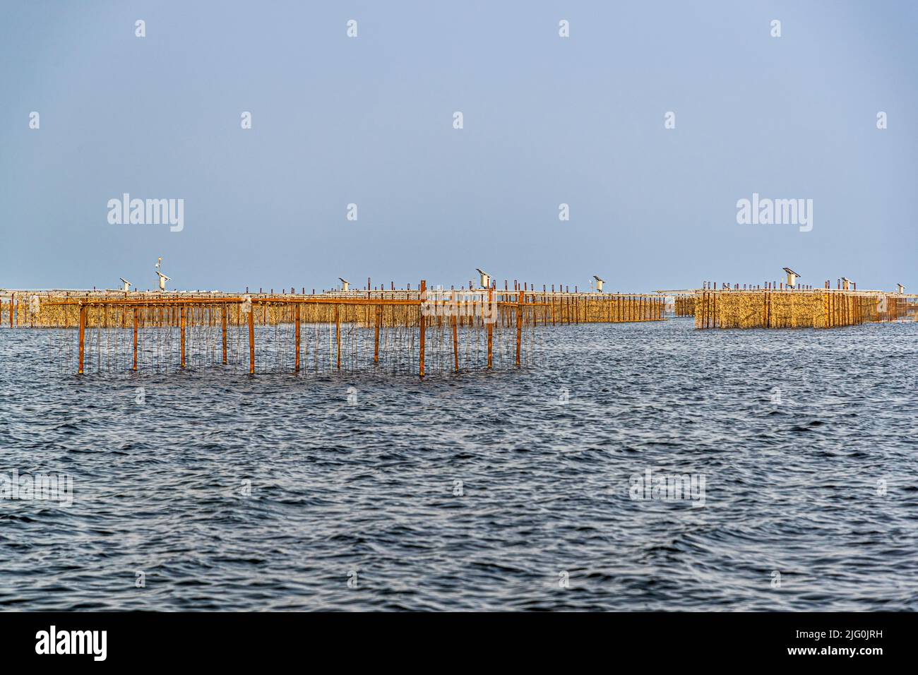 Des rangées d'huîtres suspendues pendent à des cordes entre les poteaux d'une table à huîtres sur l'Étang de Thau, Hérault, France, avec des oiseaux perchés sur les barres transversales. Des moteurs alimentés par l'énergie solaire et éolienne soulèvent les huîtres hors de l'eau de quatre mètres de profondeur plusieurs fois par jour pendant quelques heures, simulant la montée et la descente des marées. Banque D'Images