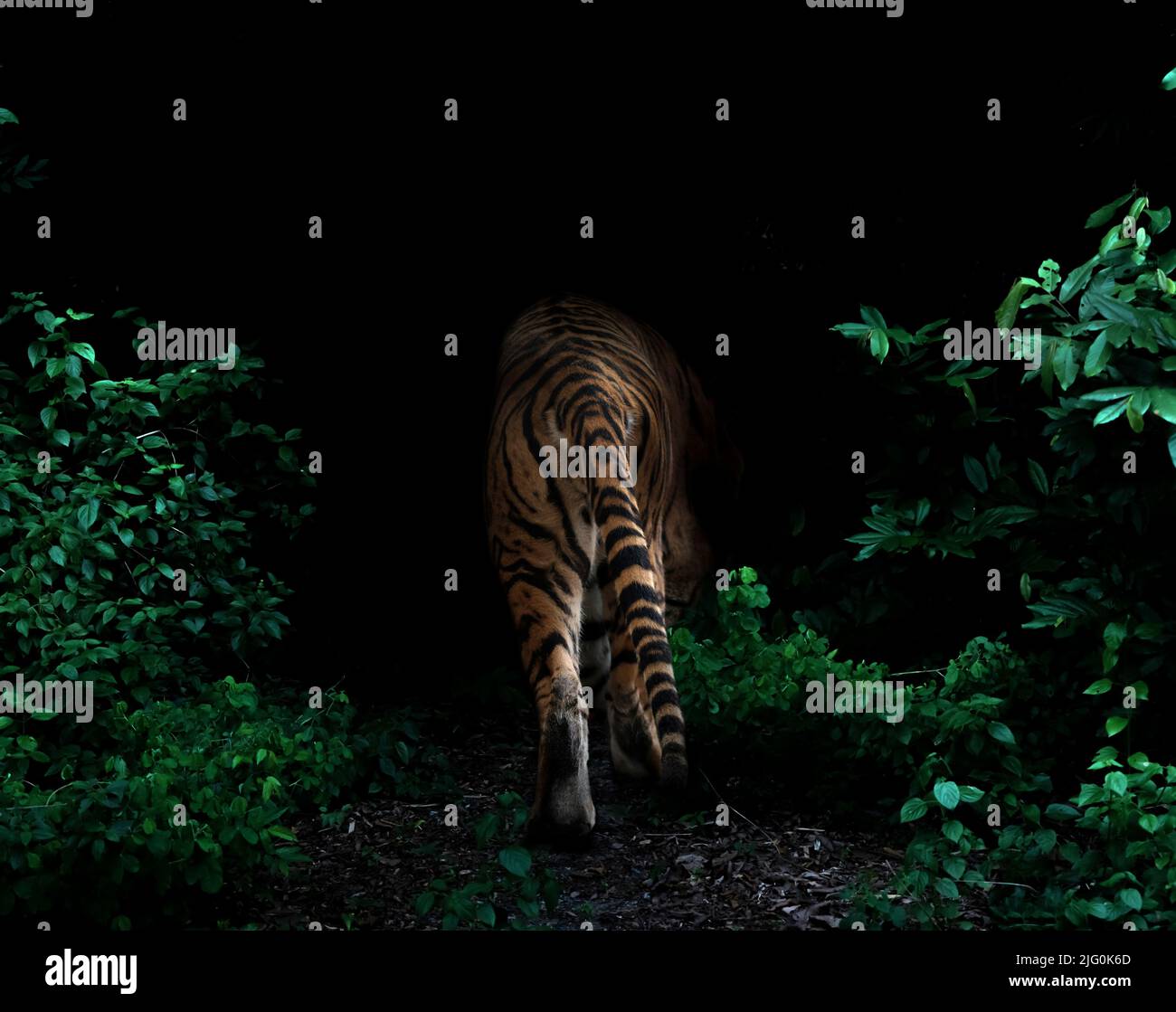 tigre dans la forêt tropicale sur fond nuit sombre Banque D'Images