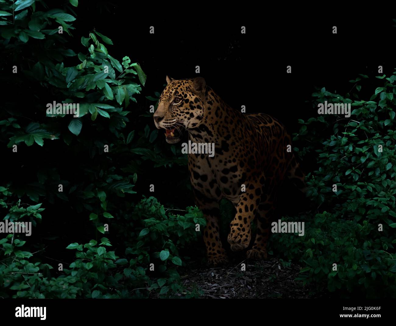 jaguar dans la forêt tropicale sur fond sombre la nuit Banque D'Images