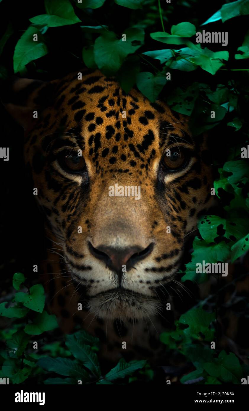 jaguar dans la forêt tropicale sur fond sombre la nuit Banque D'Images