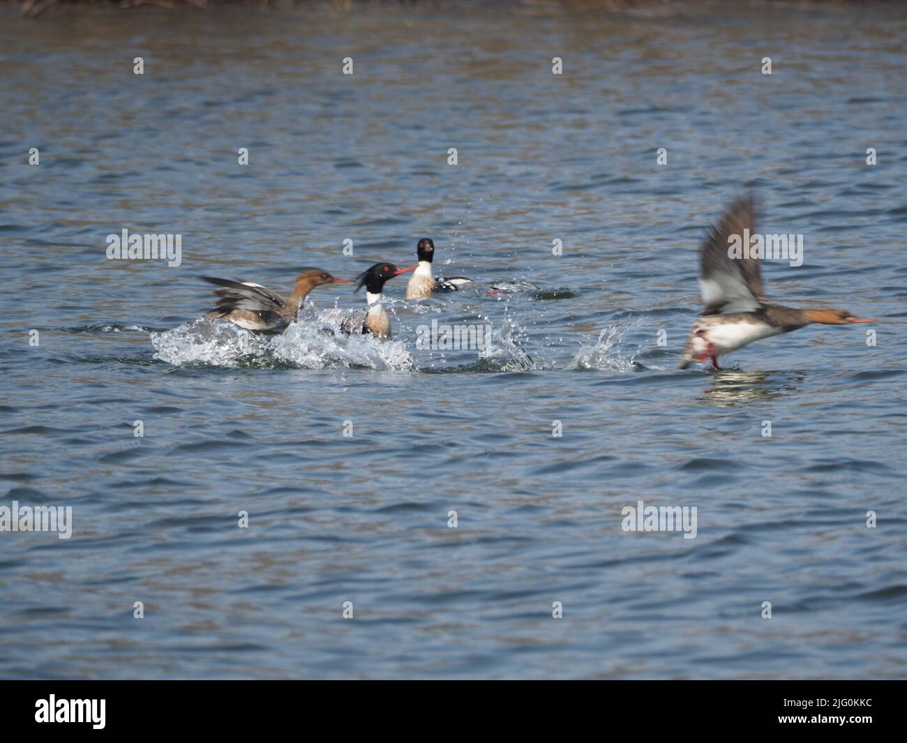 CANARDS DÉCOLLANT / SAUVAGINE EN ACTION canards décollant de l'eau avec éclaboussures et mouvement Banque D'Images