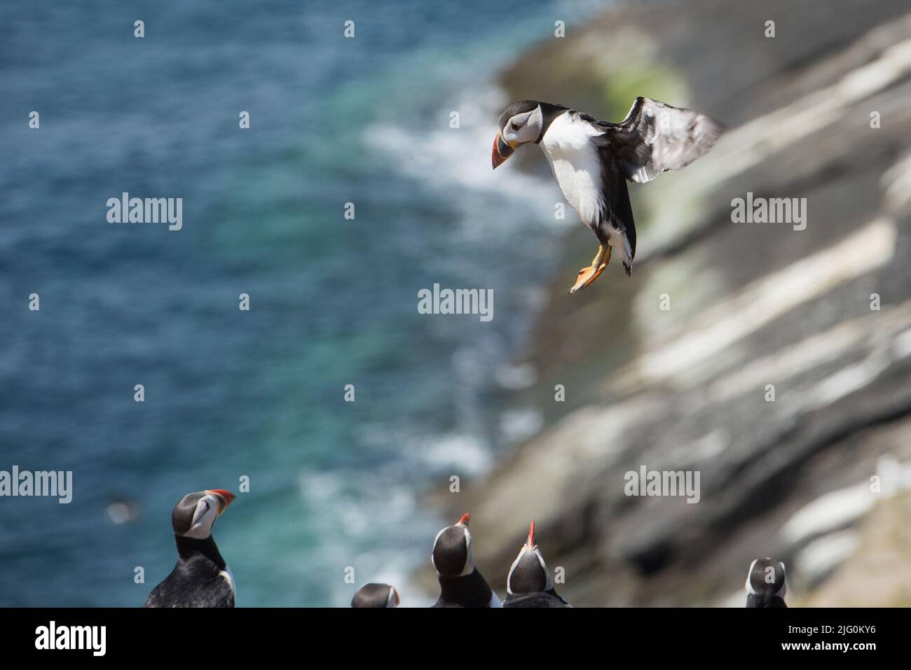 Puffin (Fratercula arctica) en vol à Wick, Skomer Island, Pembrokeshire, pays de Galles, Royaume-Uni Banque D'Images