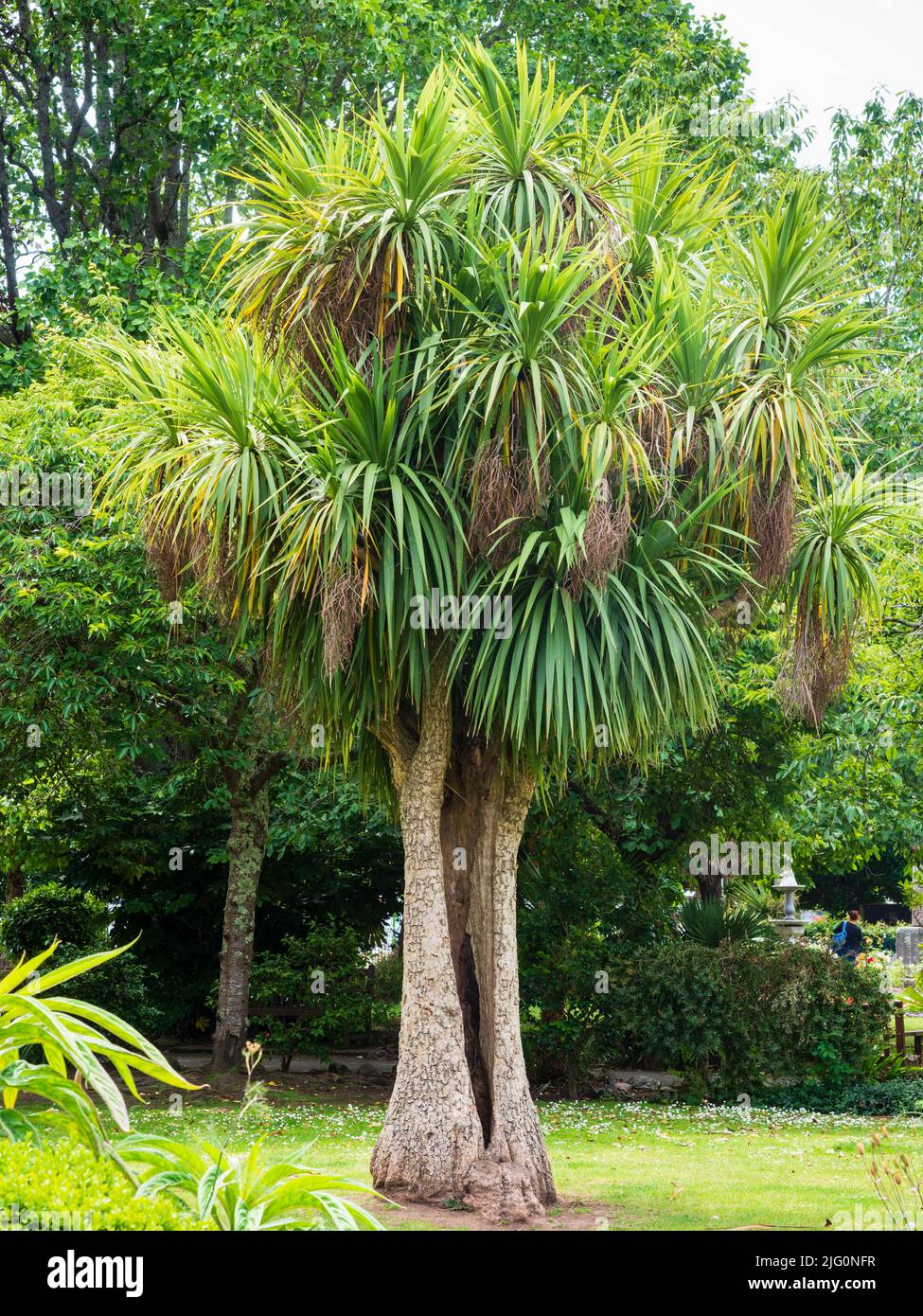 Vénérable palmier à chou mature, Cordyline australis avec tronc fendu et plusieurs têtes à Dartmouth, Devon, Royaume-Uni Banque D'Images