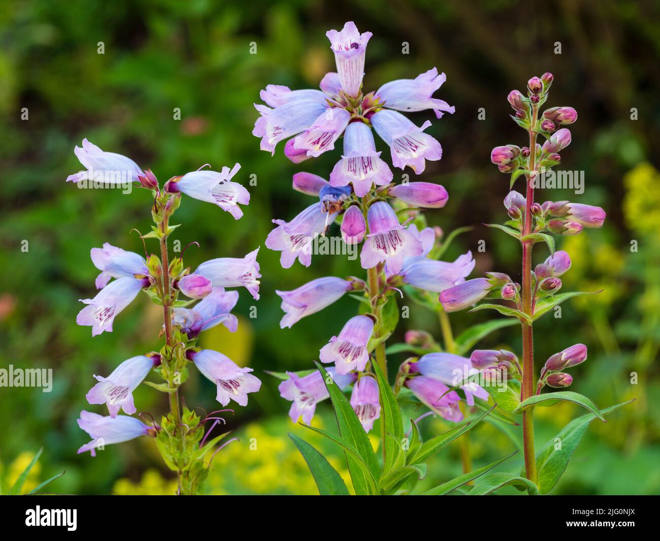 Fleurs tubulaires bleu clair et pourpres du sous-arbuste ornemental, Penstemon 'Sour Grapes' Banque D'Images