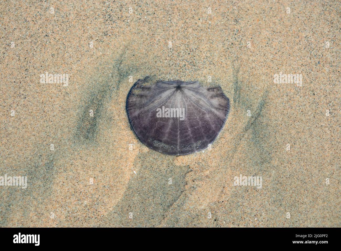 Détail d'une seule coque de mer dans le sable Banque D'Images