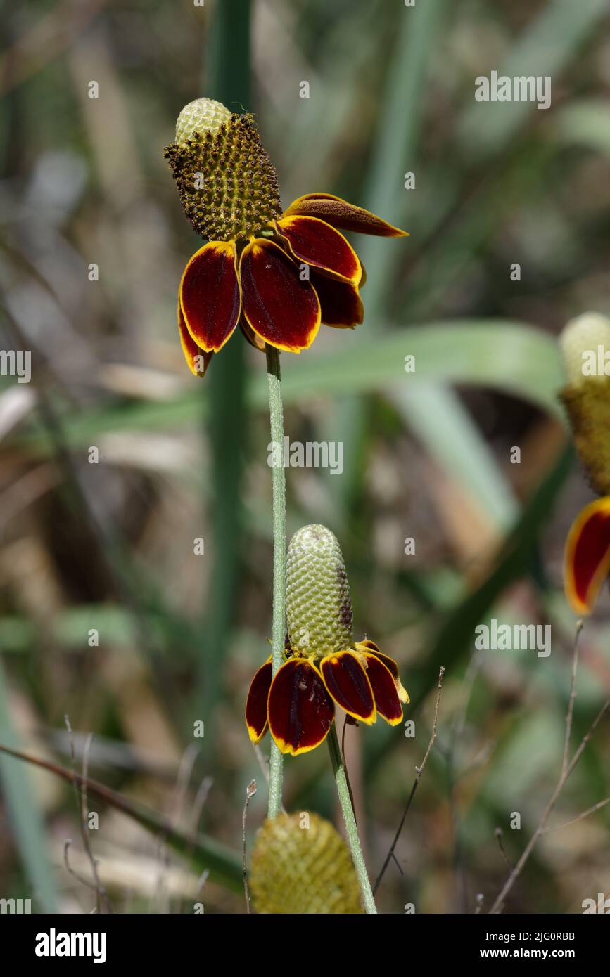 Fleur de chapeau mexicaine Banque D'Images