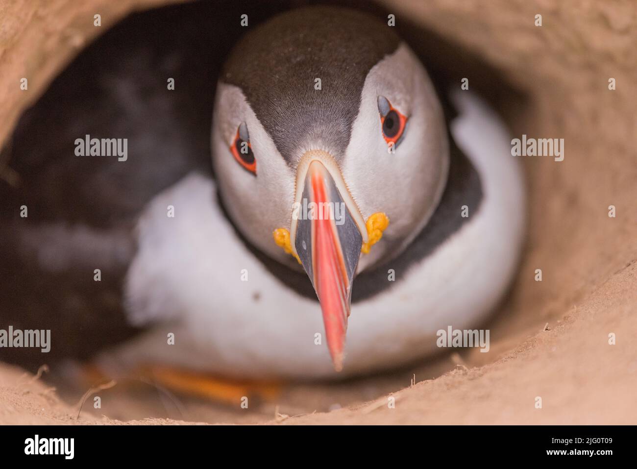 Puffin se hante hors de l'entrée à la burrow à la Wick, île de SKomer, Pembrokeshire, pays de Galles, Royaume-Uni Banque D'Images