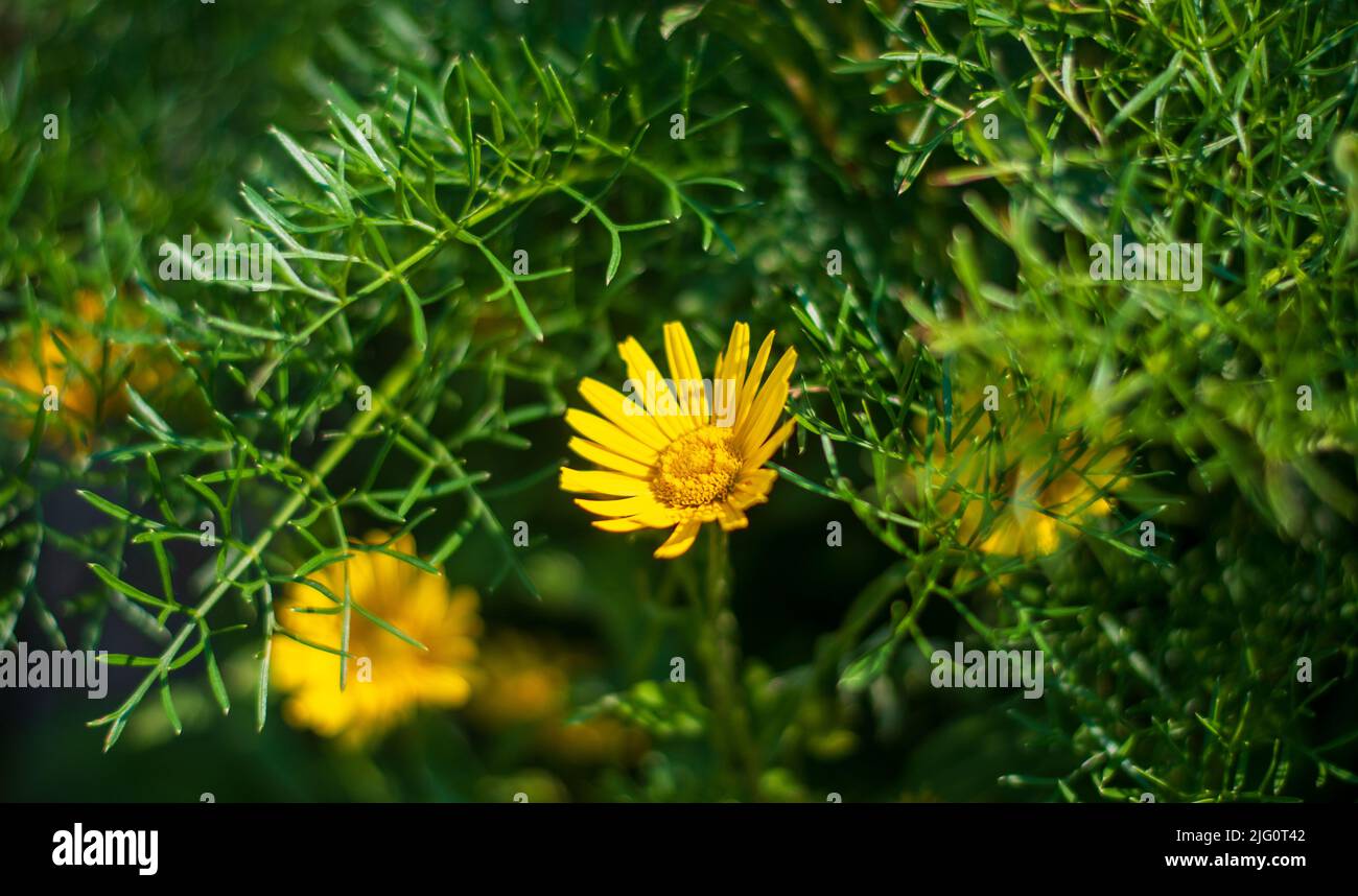 Asteroide salicina,o buphthalmum salicifolium,avec ses couleurs vives Banque D'Images