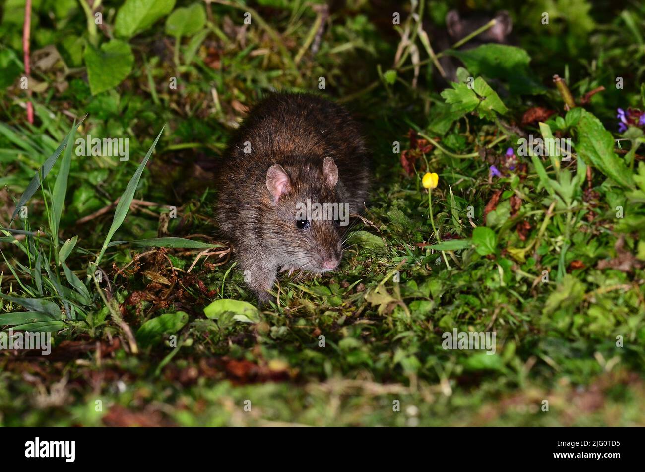 rat brun Banque D'Images