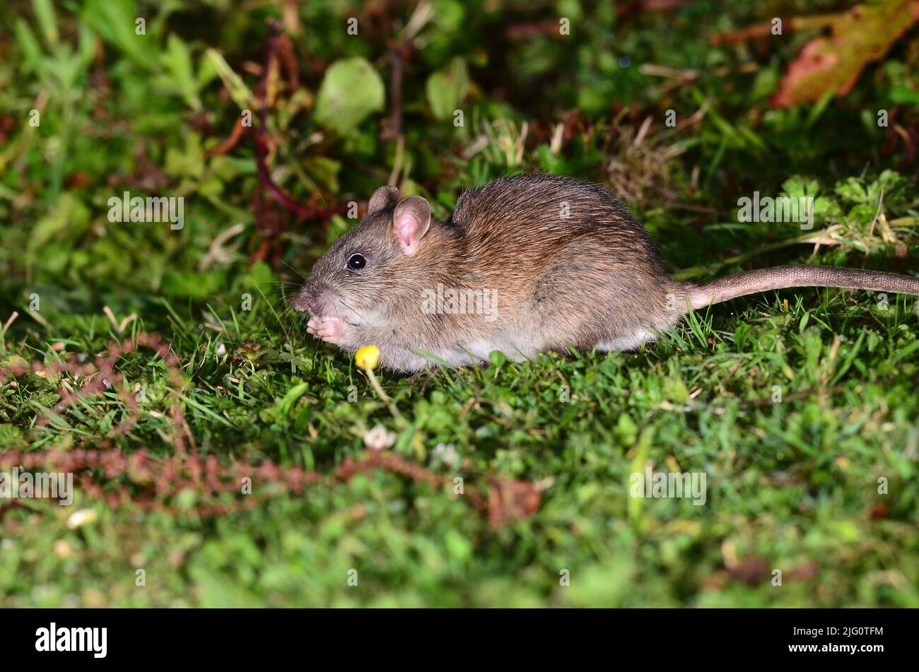 rat brun Banque D'Images