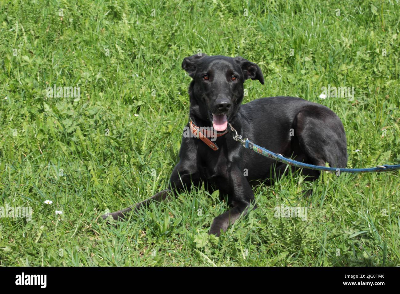 Beau chien sombre posé sur un pré Banque D'Images