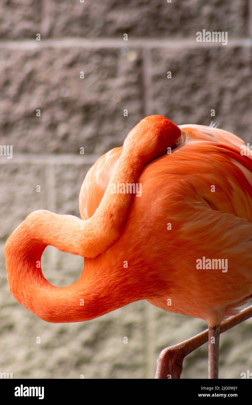 Un flamants roses de couleur saumon se tient seul à l'extérieur en été au zoo de Cape May Banque D'Images