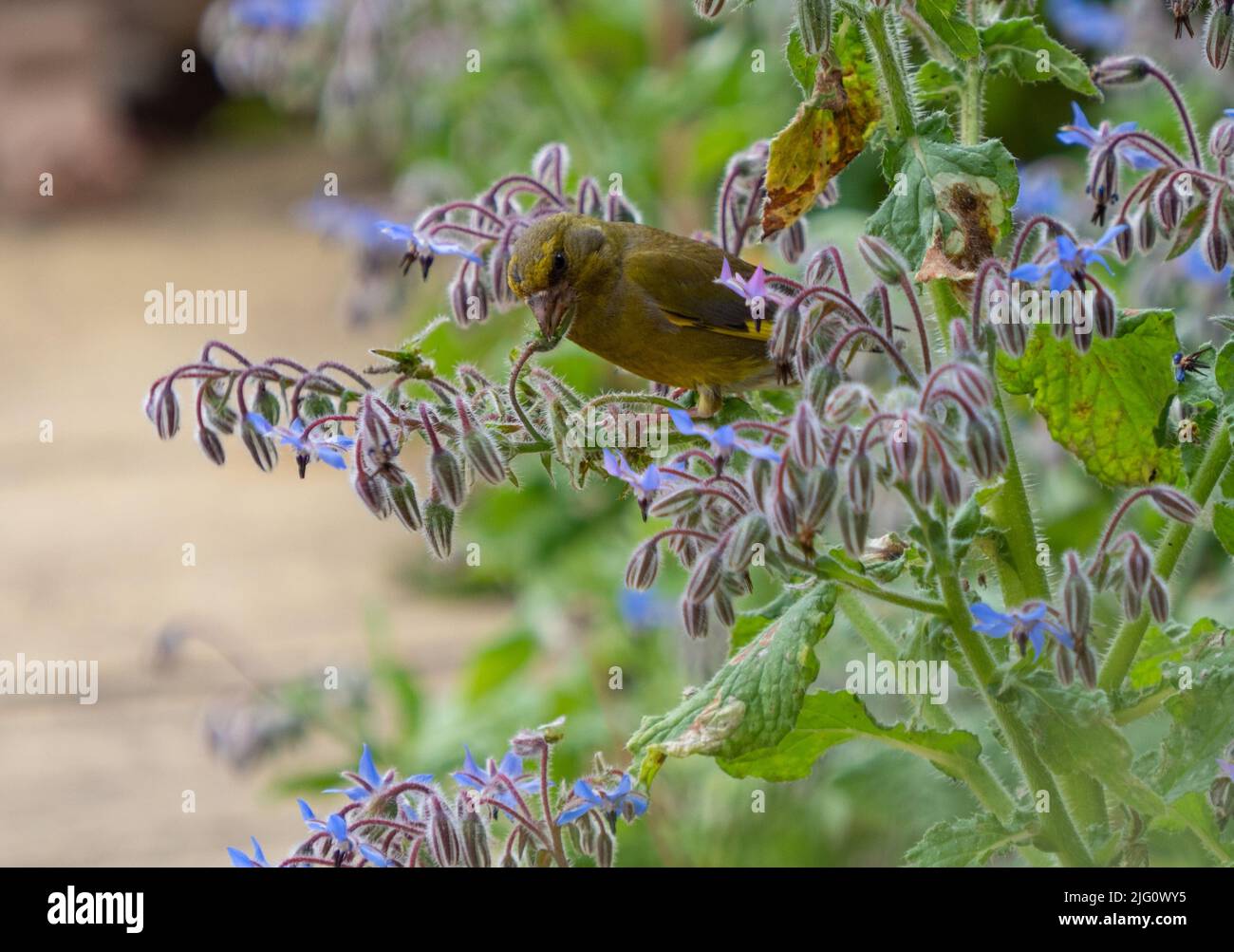 Greenfinch manger sur une plante de bourrache manger les graines. Banque D'Images