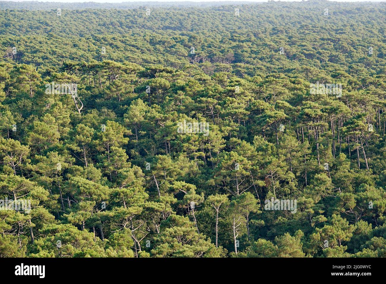 Panorama aérien de la forêt de Foret des Landes, en Aquitaine, un large bois de pin et de sapin Banque D'Images