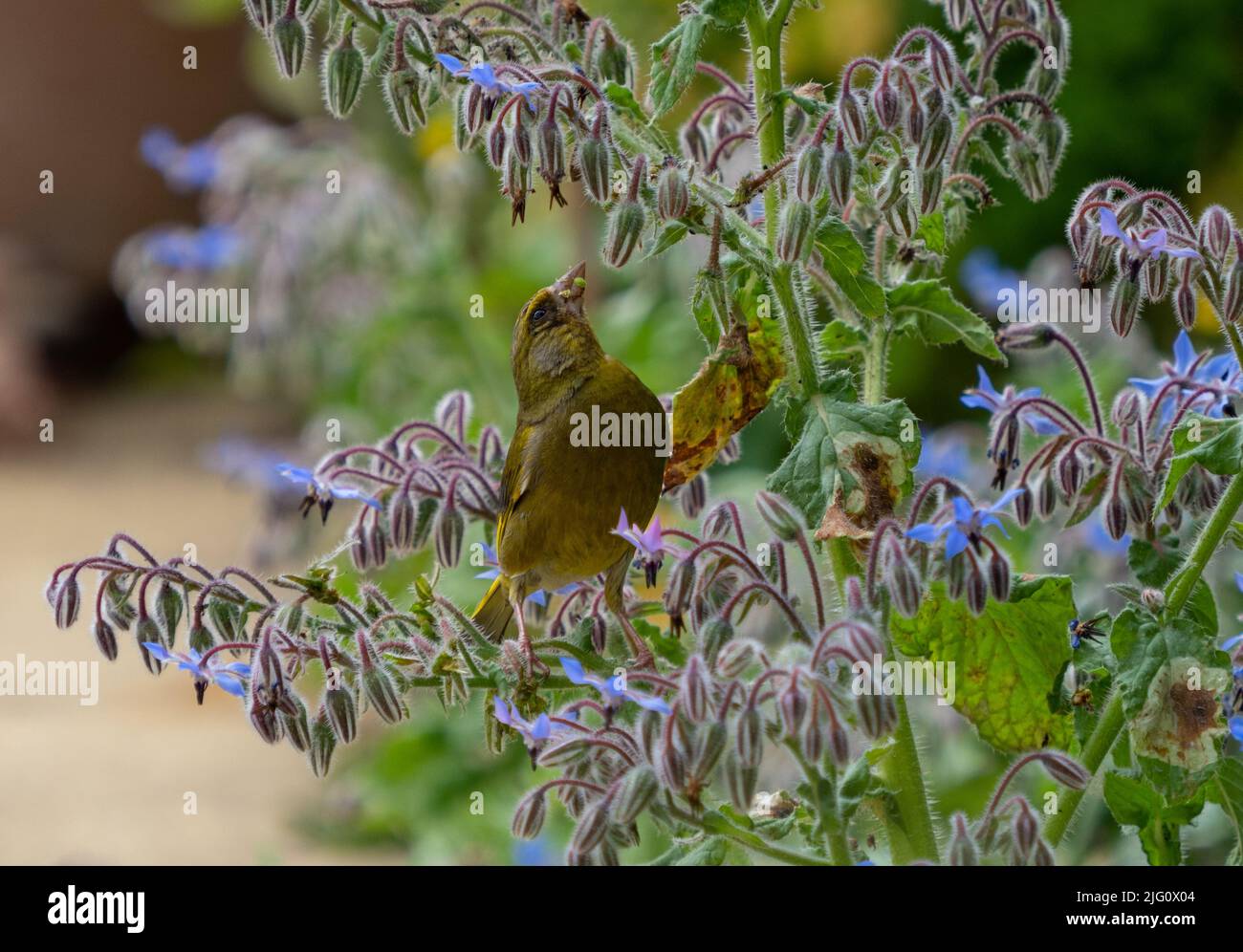 Greenfinch manger sur une plante de bourrache manger les graines. Banque D'Images