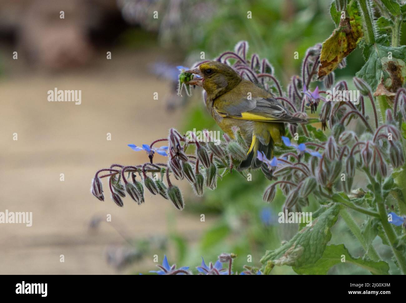 Greenfinch manger sur une plante de bourrache manger les graines. Banque D'Images