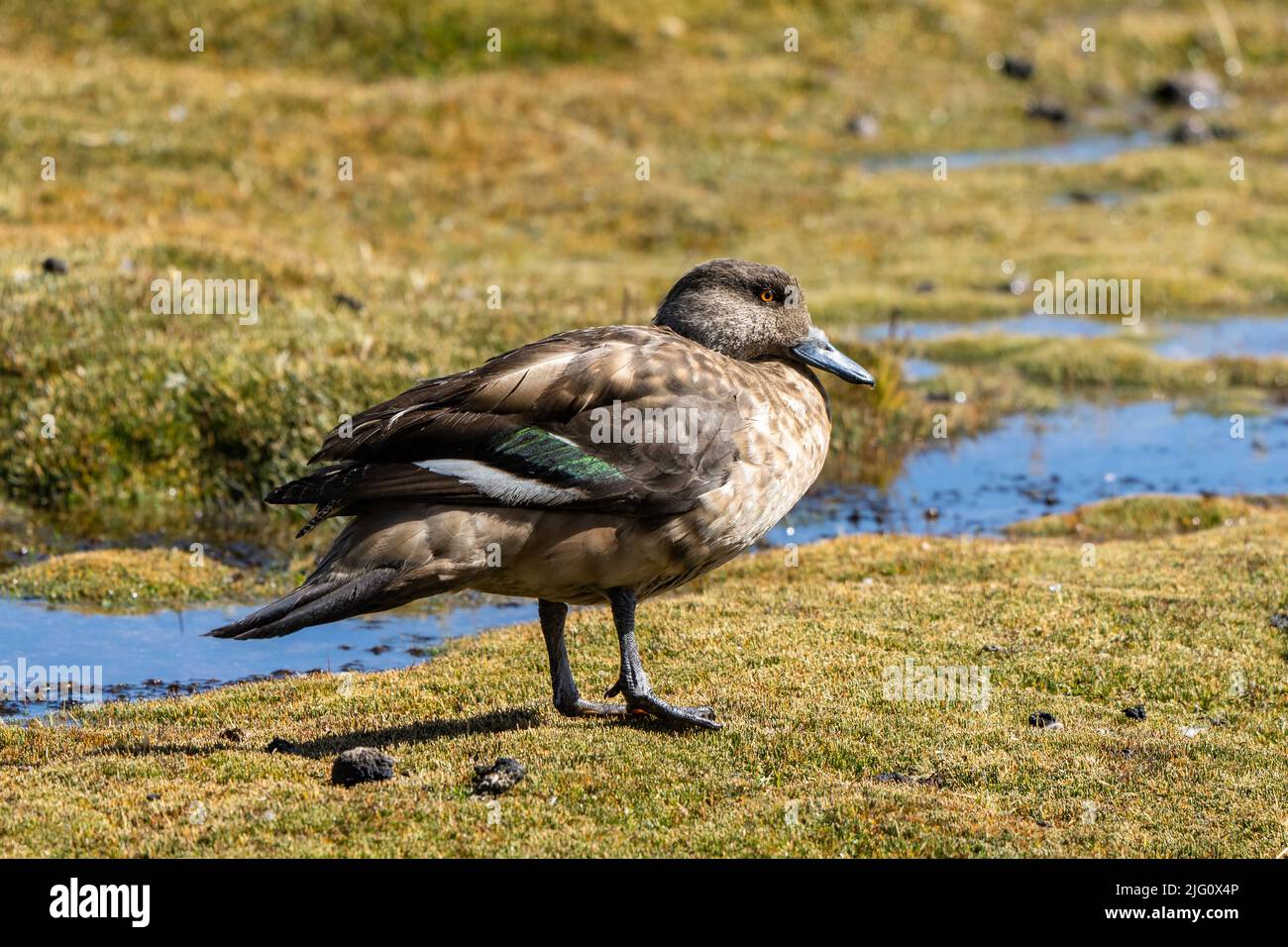 Un canard à crête sud-américain, Lophonetta spécularioides, dans une zone humide du parc national de Lauca, sur l'altiplano au Chili. C'est la sous-espèce Andea Banque D'Images