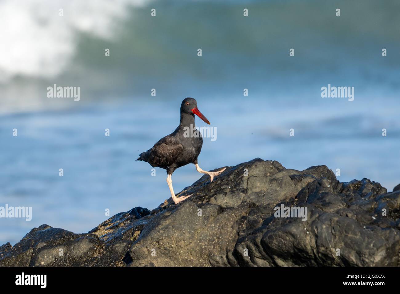 Un Oystercatcher, Haematopus ater, sur la plage rocheuse du parc national Pan de Azucar, sur la côte Pacifique du Chili. Banque D'Images