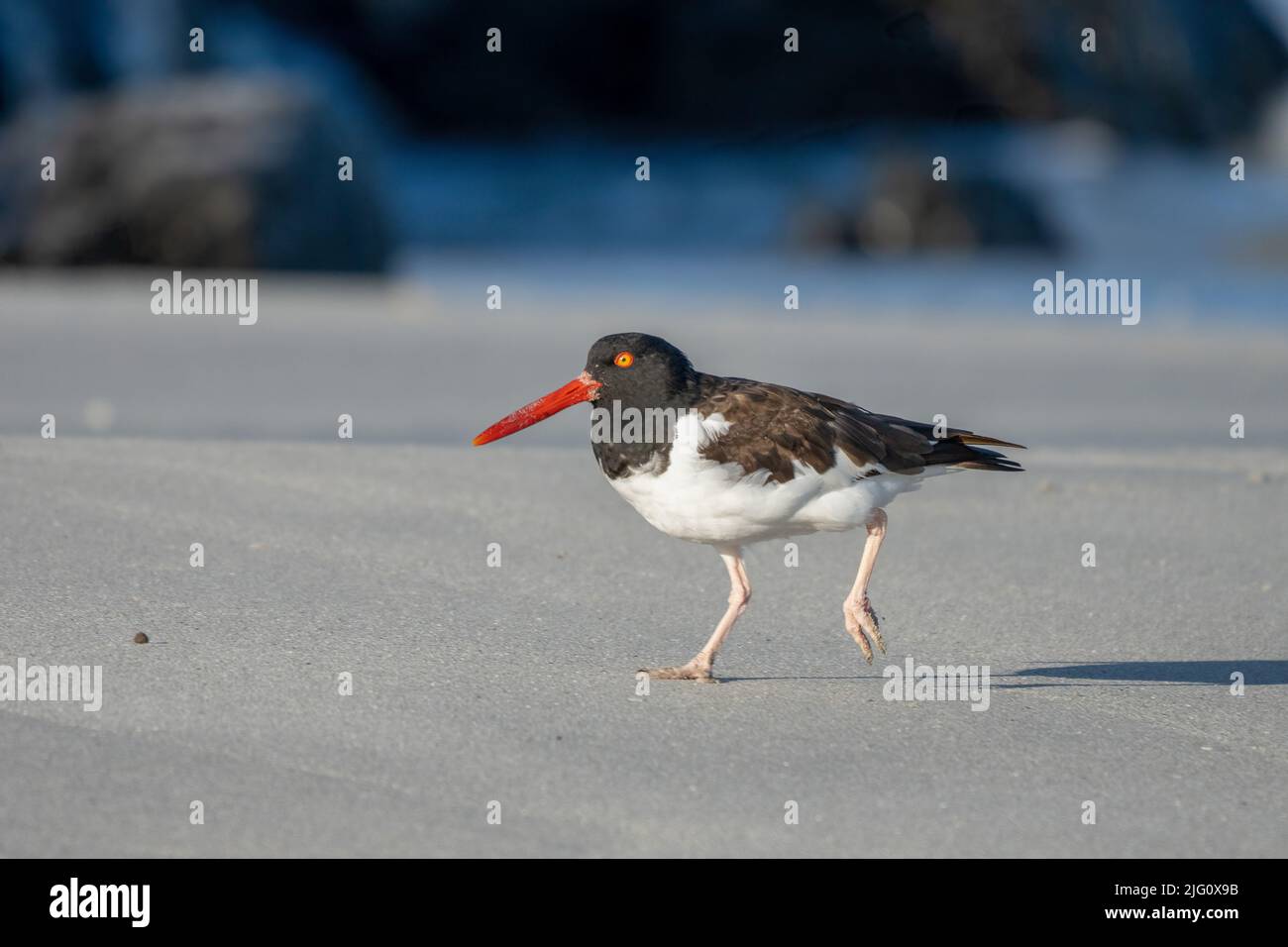 Un Oystercatcher américain, Haematopus palliatus, qui court sur la plage du parc national Pan de Azucar, dans le nord du Chili. Banque D'Images