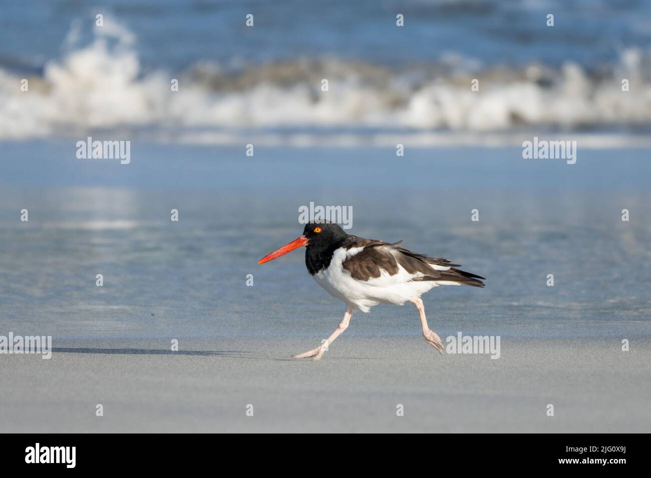 Un Oystercatcher américain, Haematopus palliatus, qui court sur la plage du parc national Pan de Azucar, dans le nord du Chili. Banque D'Images