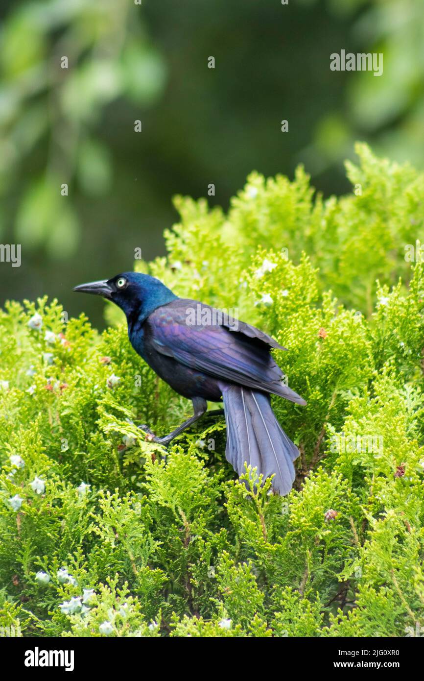 Un homme, un râle pourpre ou un oiseau commun, souvent confondu avec un oiseau noir ou une étoile se trouve au sommet d'un joli arbuste vert en été Banque D'Images