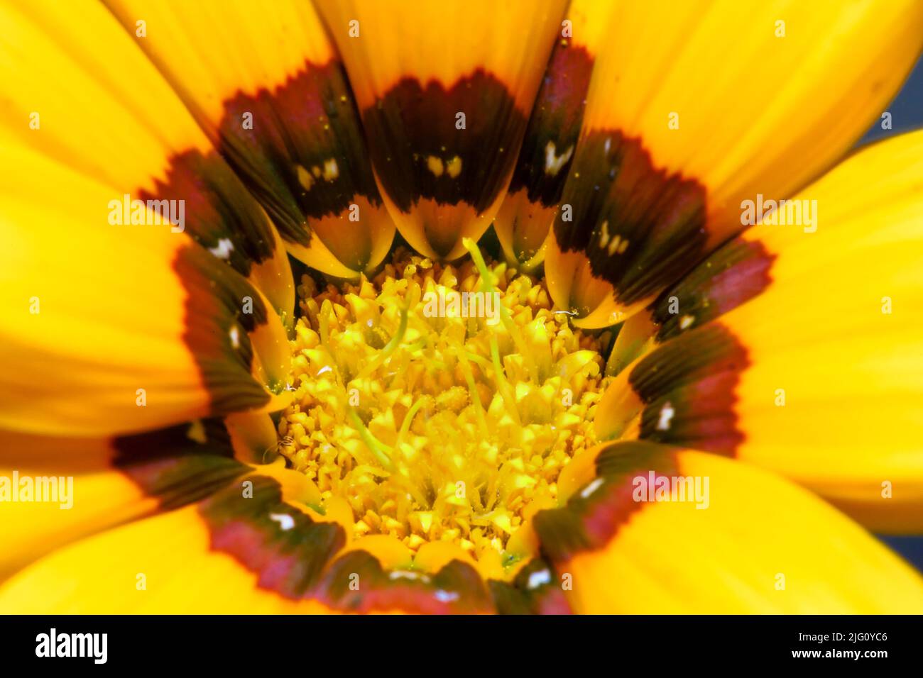 Photo en gros plan d'une fleur jaune de rudbeckia sur fond sombre Banque D'Images