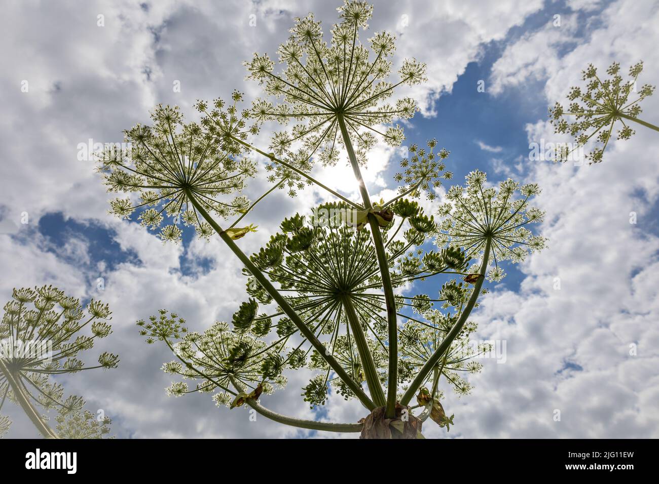 L'herbe à poux une plante énorme avec de grandes fleurs blanches comme le parasol, une plante dangereuse pour les humains qui peut souffrir de graves brûlures d'elle Banque D'Images