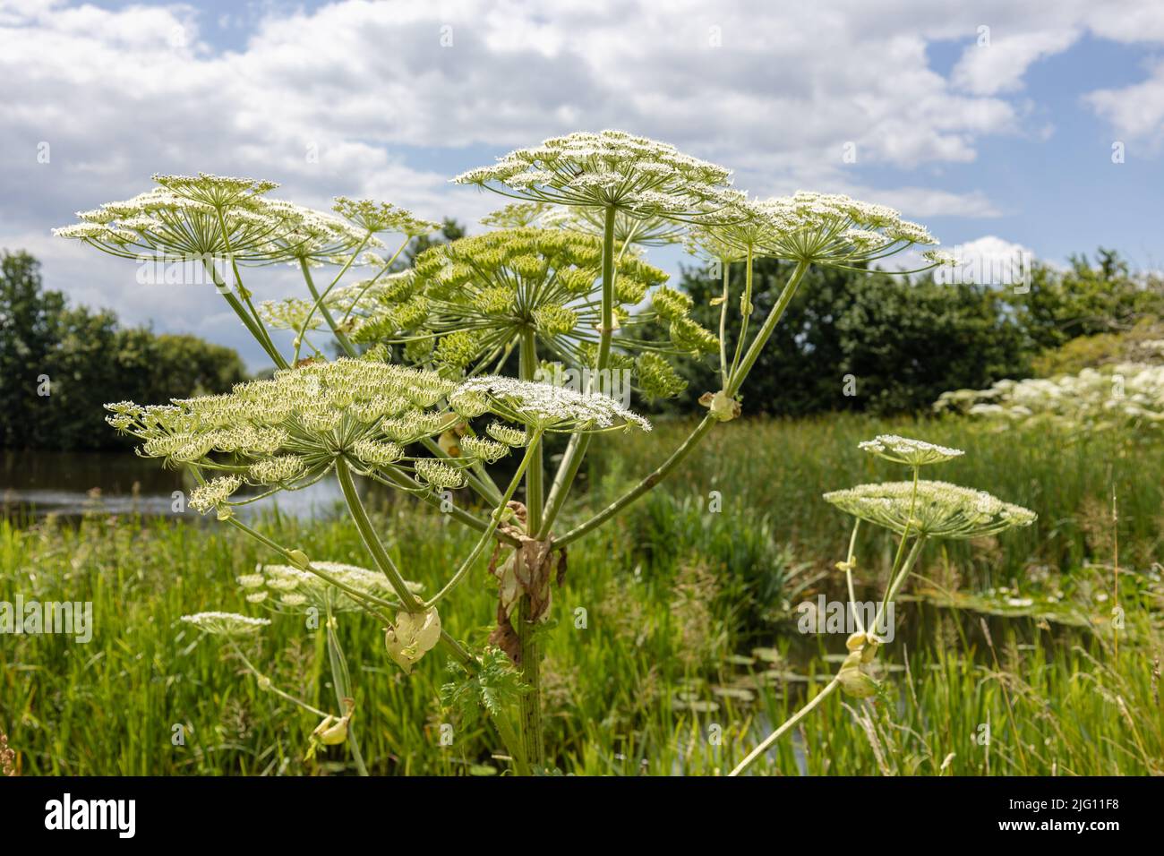 L'herbe à poux une plante énorme avec de grandes fleurs blanches comme le parasol, une plante dangereuse pour les humains qui peut souffrir de graves brûlures d'elle Banque D'Images