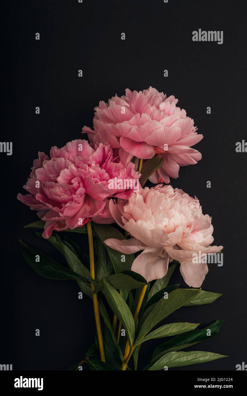 Trois fleurs de pivoine rose sur fond noir Banque D'Images
