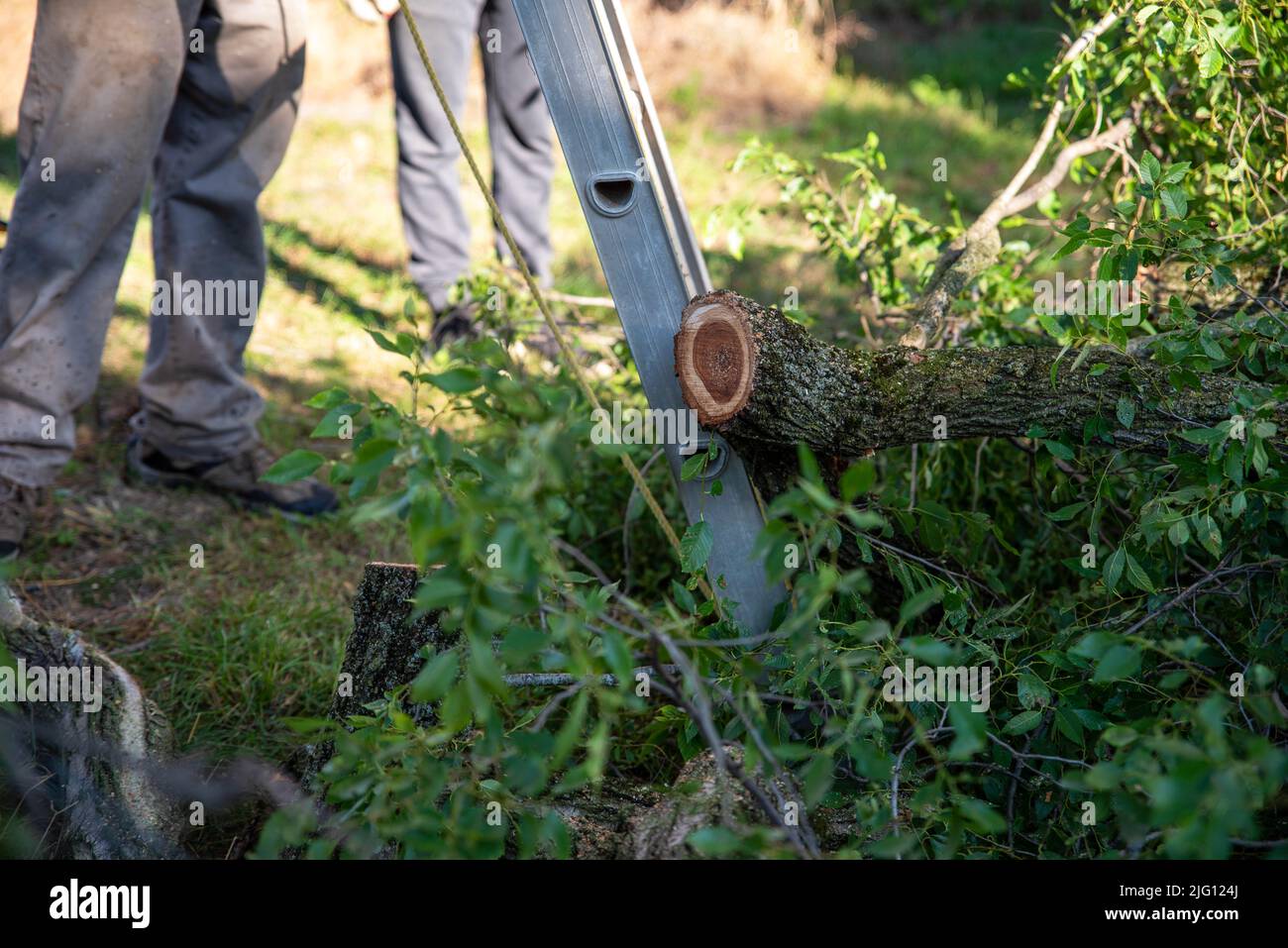 Tas de branches coupées avec anneaux d'arbre à la base de l'arrière-plan des ouvriers d'échelle Banque D'Images