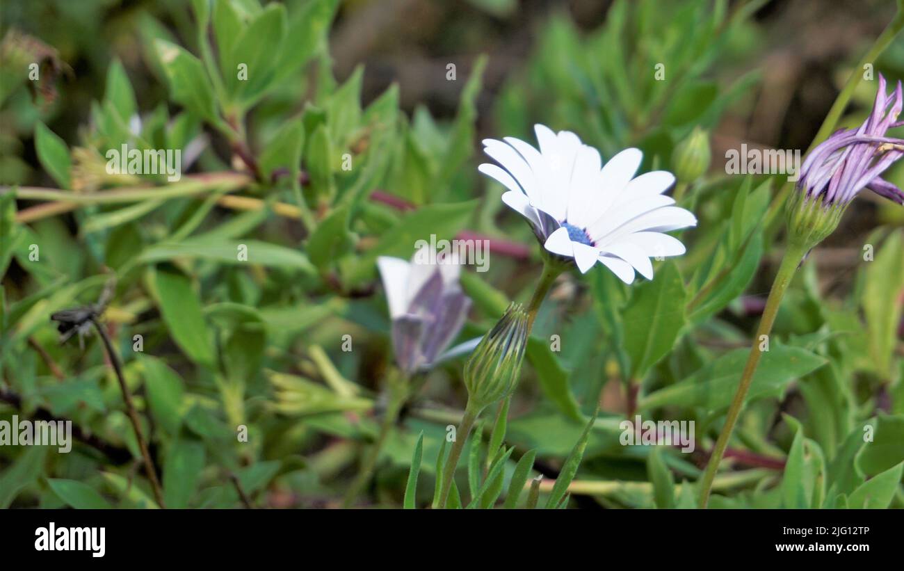 Gros plan de belles fleurs blanches de Dimorphotheca pluvialis également connu sous le nom de pâquerette de pluie de cap, marigold, prophète de temps, Marguerite blanche de Namaqualand etc. F Banque D'Images