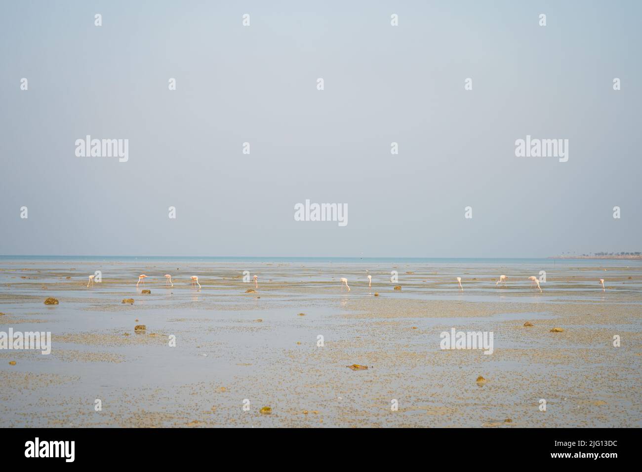 Flamant rose, flamant américain à la plage. Banque D'Images