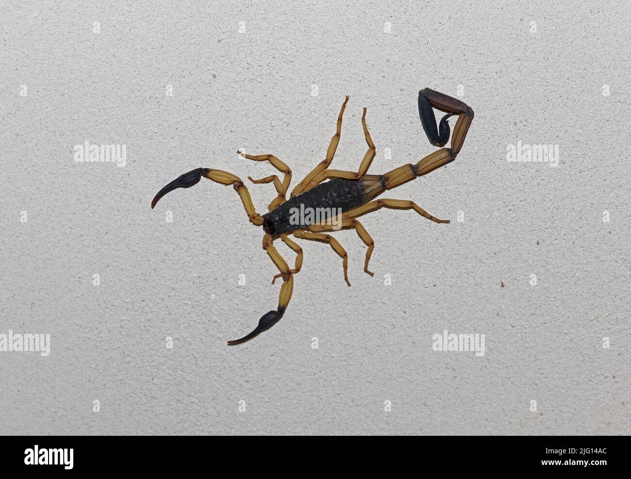 Scorpion (Centruroides limbatus) sur le mur de la maison péninsule d'Osa, Costa Rica, Mars Banque D'Images