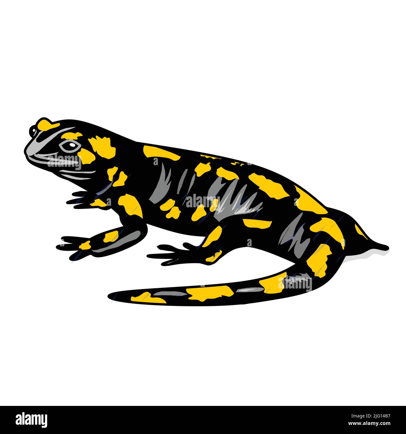 papier d'illustration vectoriel de salamandre noir Illustration de Vecteur