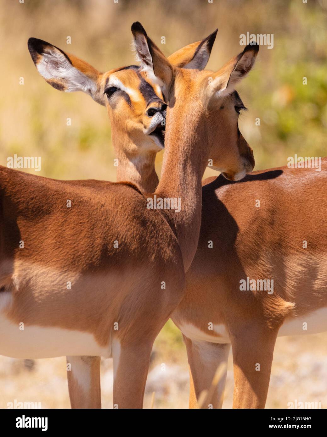 Deux springboks (Antidorcas marsupialis) ont eu un comportement de toilettage social dans des prairies sèches en Namibie. Banque D'Images
