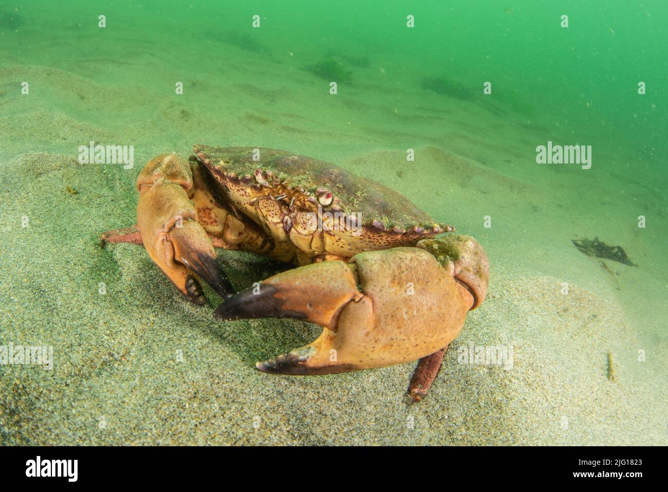 Un grand crabe dormeur (Metacarcinus magister) traverse le fond marin du sanctuaire marin national de la grande région des Farallones en Californie. Banque D'Images